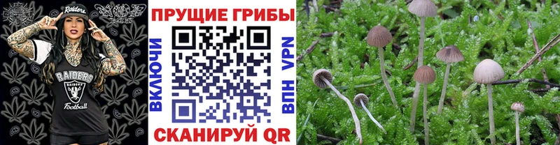 Псилоцибиновые грибы Psilocybine cubensis  нарко площадка состав  Берёзовка  как найти закладки 